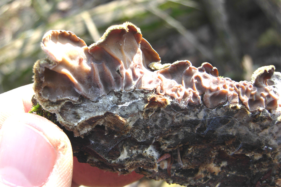 tanti funghi